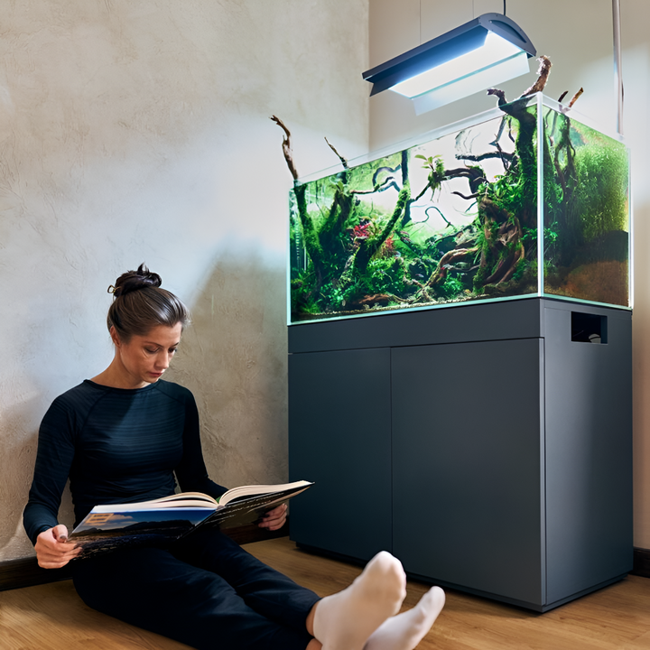 Setting Up the Perfect Aquarium
