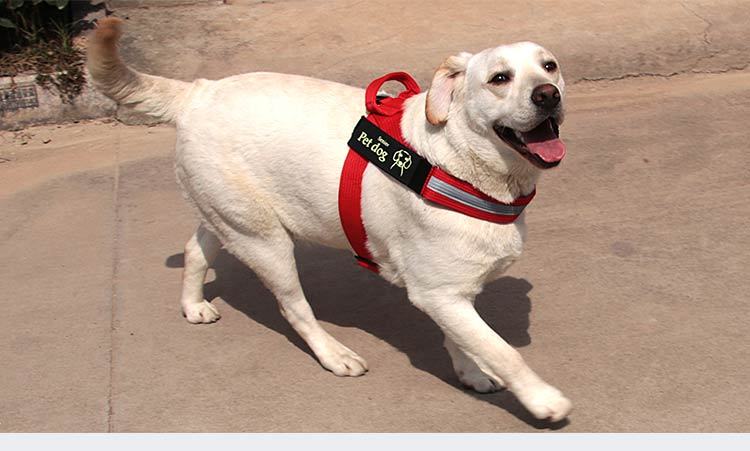Dog Walking Chain Leash Dog