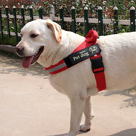 Dog Walking Chain Leash Dog