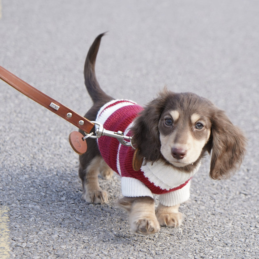 Sausage Dog Clothes Small Dog